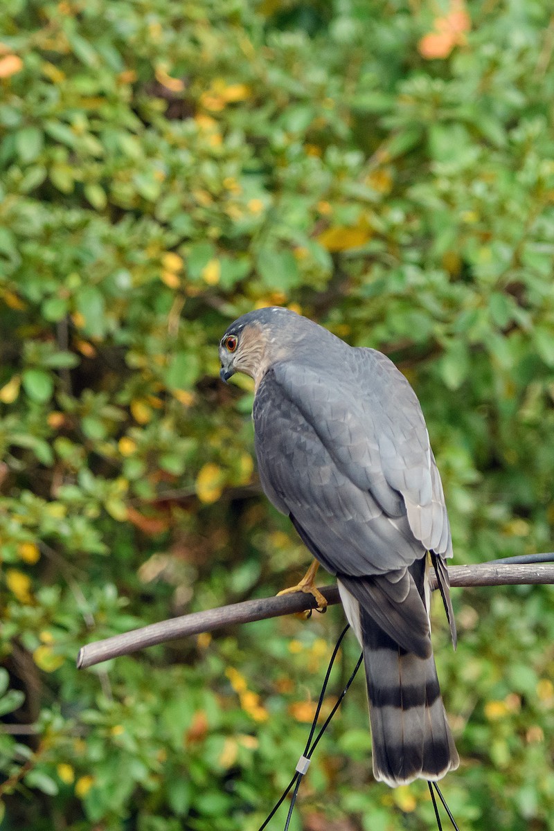 Sharp-shinned Hawk - ML645222085