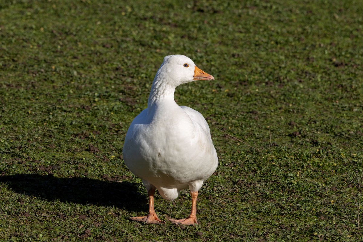 Graylag Goose (Domestic type) - ML645222103