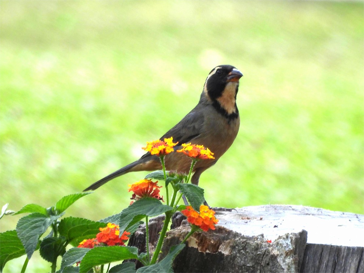 Golden-billed Saltator - ML645222107