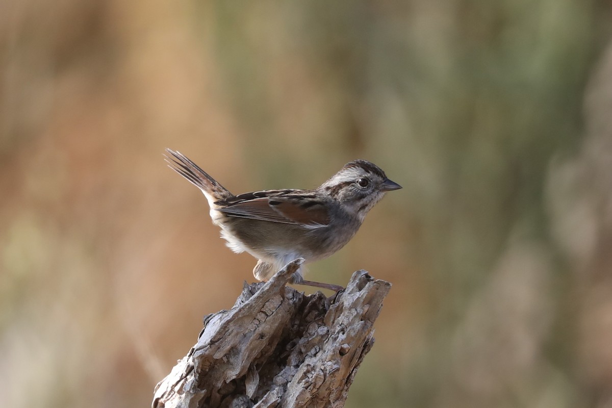 Swamp Sparrow - ML645222110