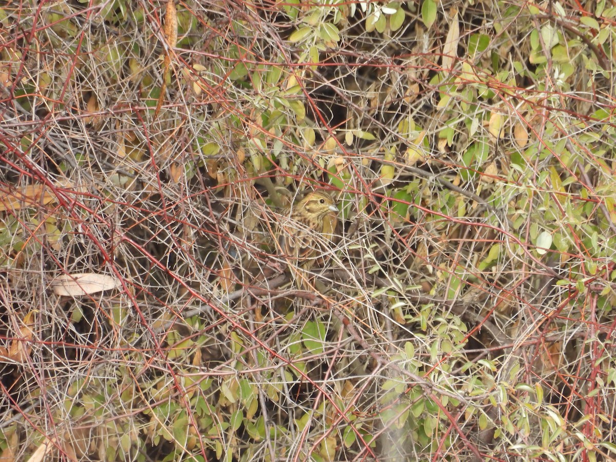 Yellowhammer - ML645222113