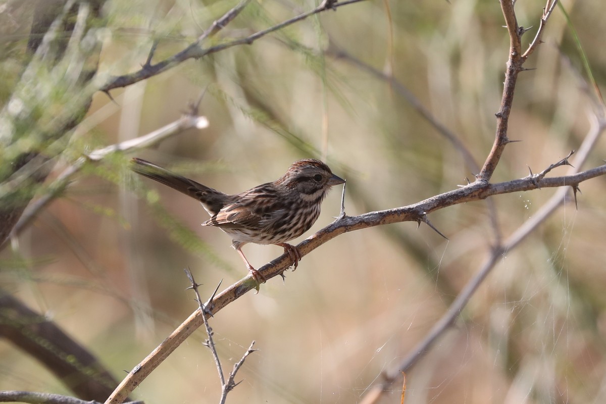 Song Sparrow - ML645222140
