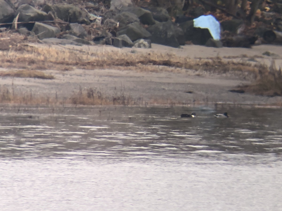 dabbling duck sp. - ML645222141