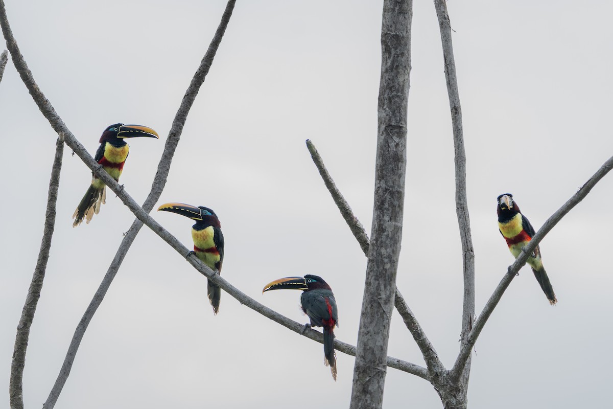 arassari hnědouchý - ML645222151