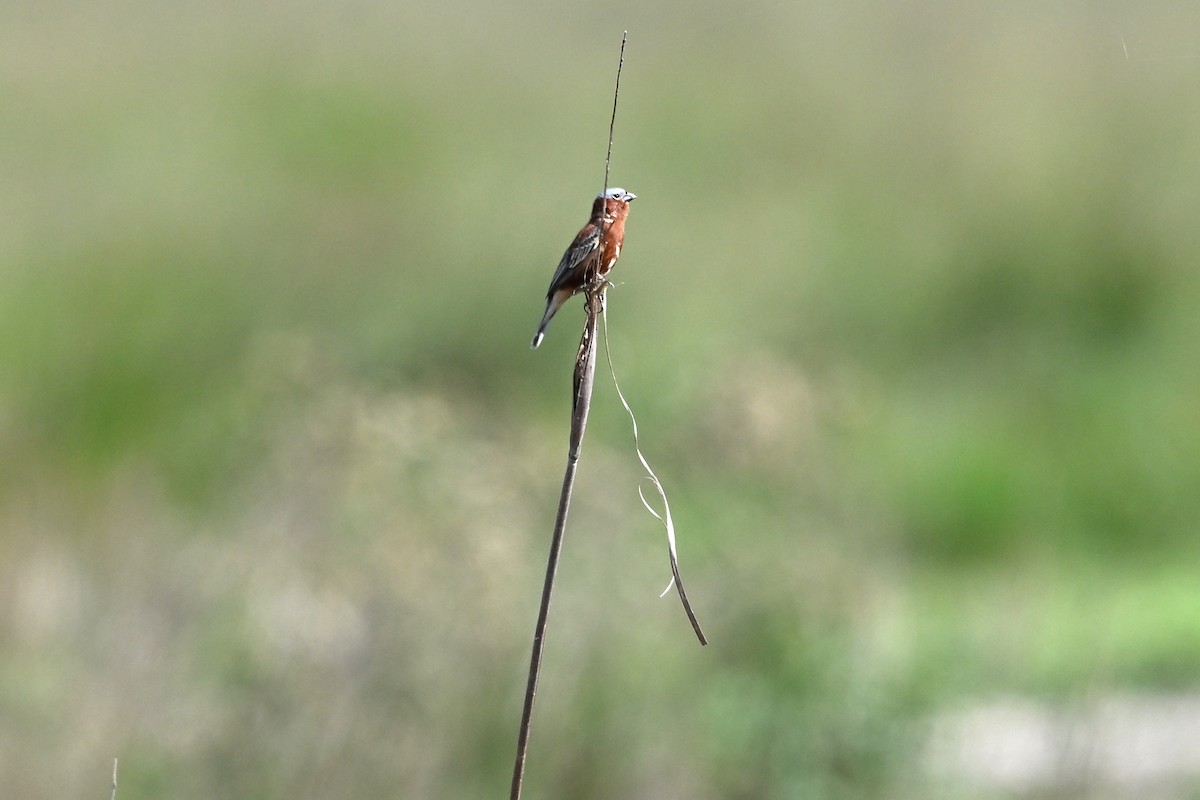 Chestnut Seedeater - ML645222159