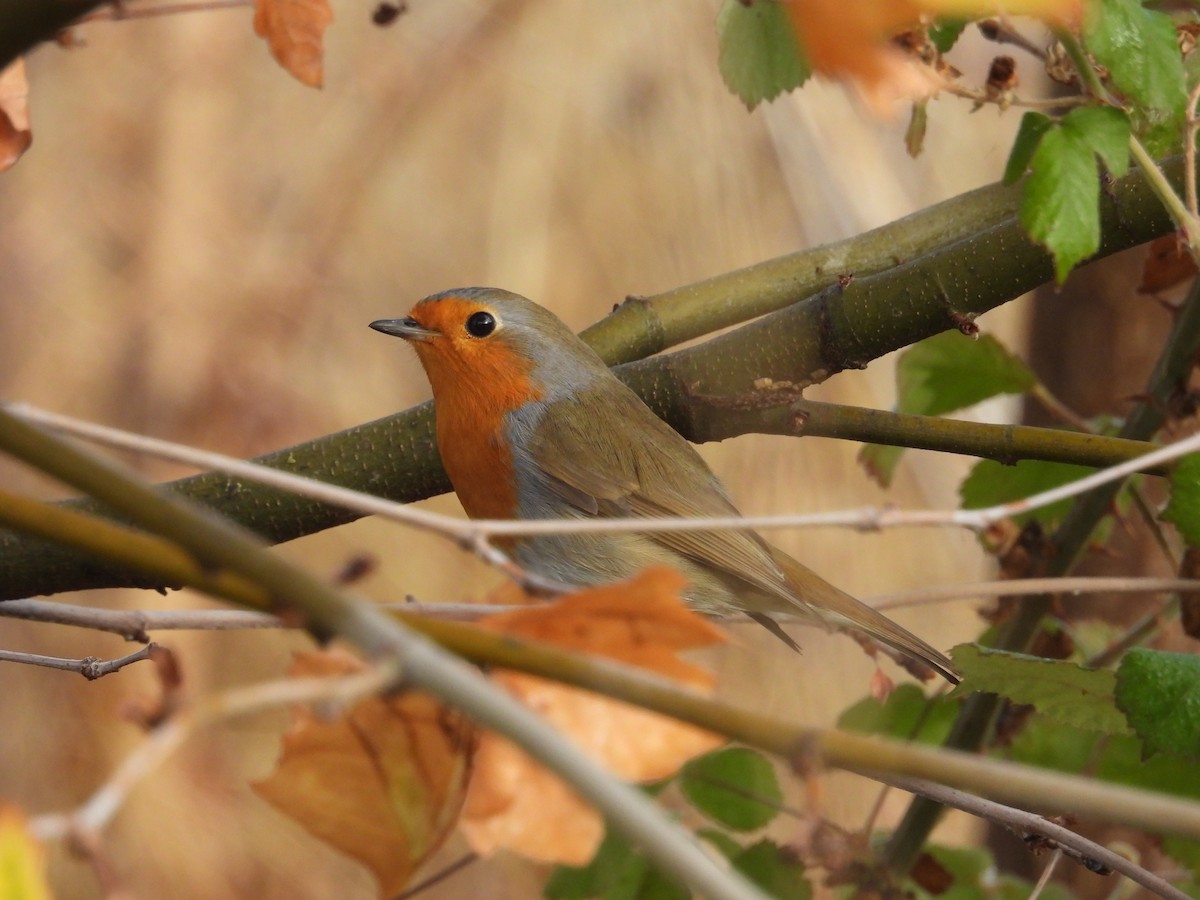 European Robin - ML645222168
