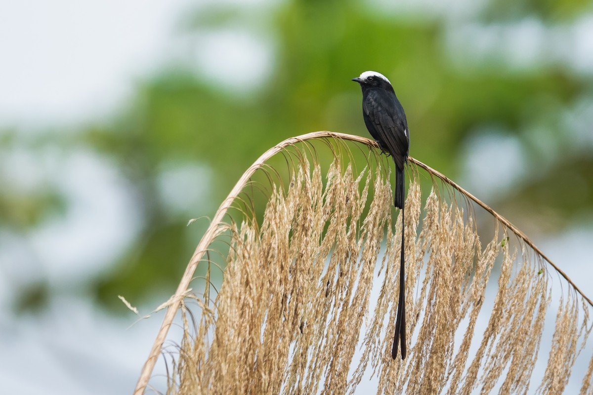 Long-tailed Tyrant - ML645222169