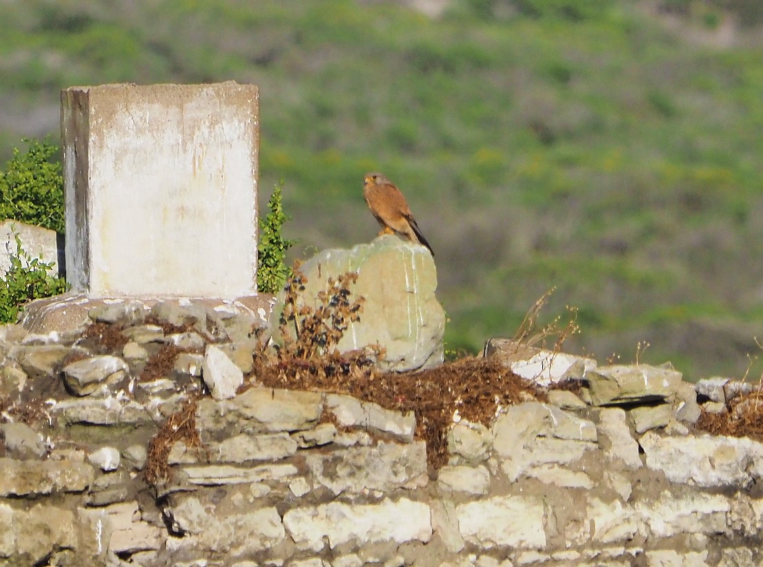 klippefalk - ML645222176