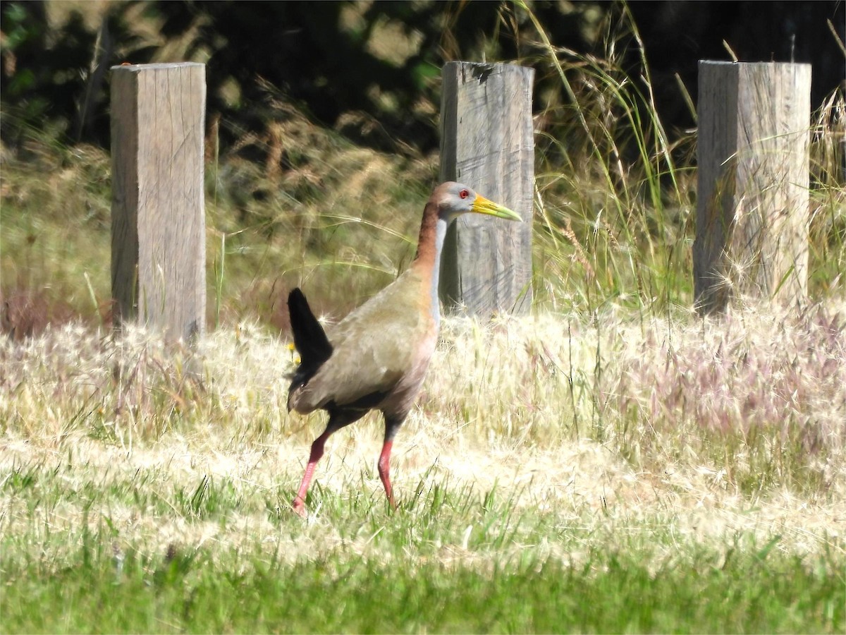 Giant Wood-Rail - ML645222177