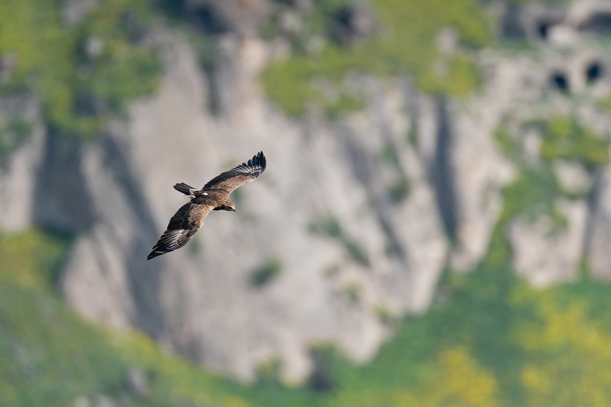 Lesser Spotted Eagle - ML645222180