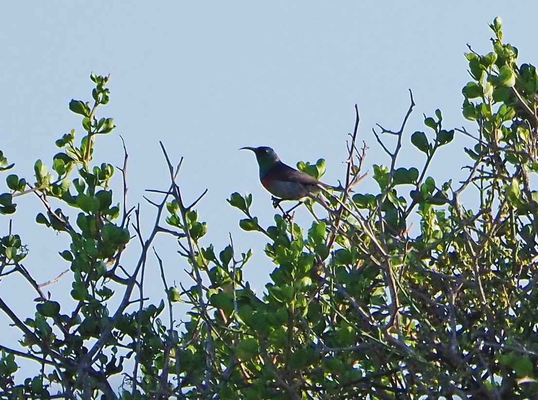 Güneyli Çift Kuşaklı Nektarkuşu - ML645222181