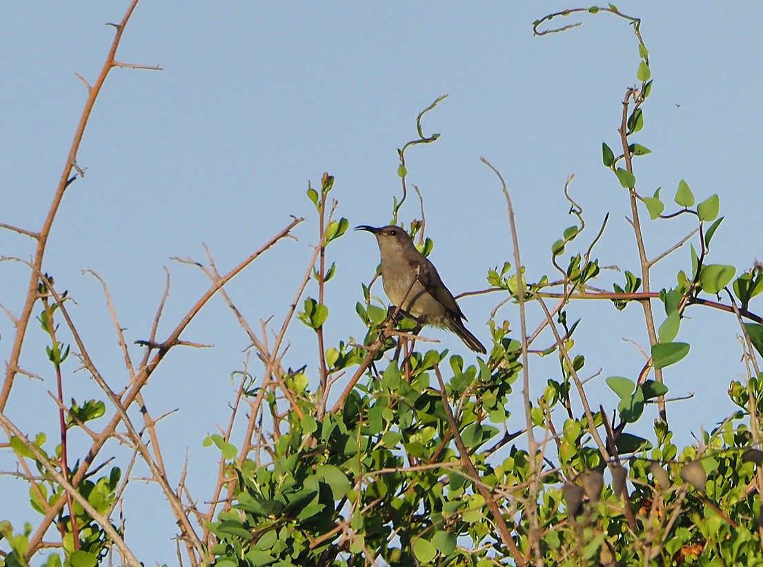 Güneyli Çift Kuşaklı Nektarkuşu - ML645222182