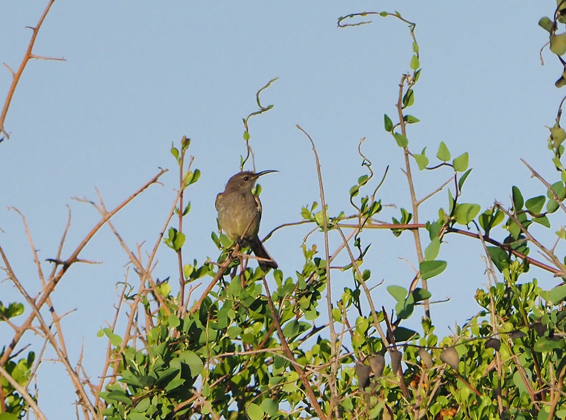 Güneyli Çift Kuşaklı Nektarkuşu - ML645222183