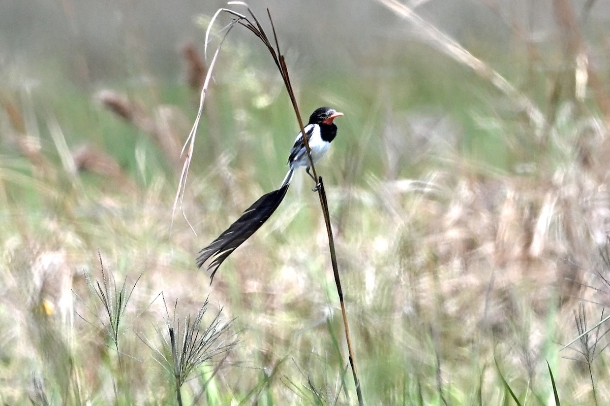 Strange-tailed Tyrant - ML645222193