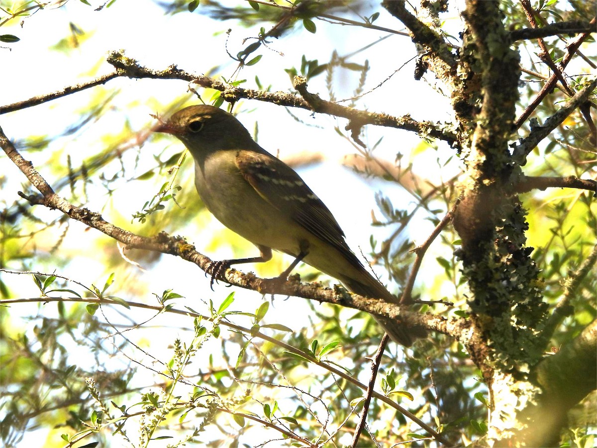 Small-billed Elaenia - ML645222194