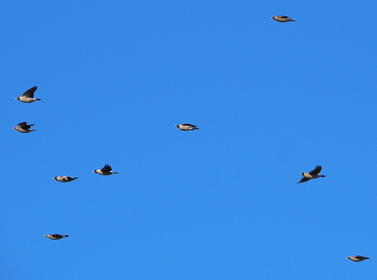 Wattled Starling - ML645222195