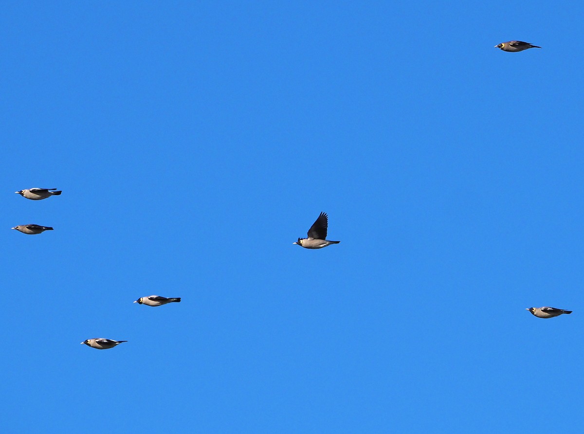 Wattled Starling - ML645222196