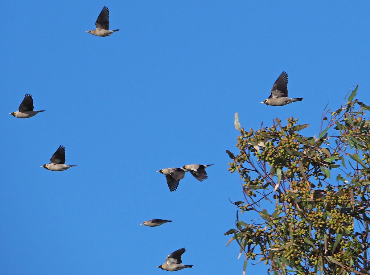 Wattled Starling - ML645222199