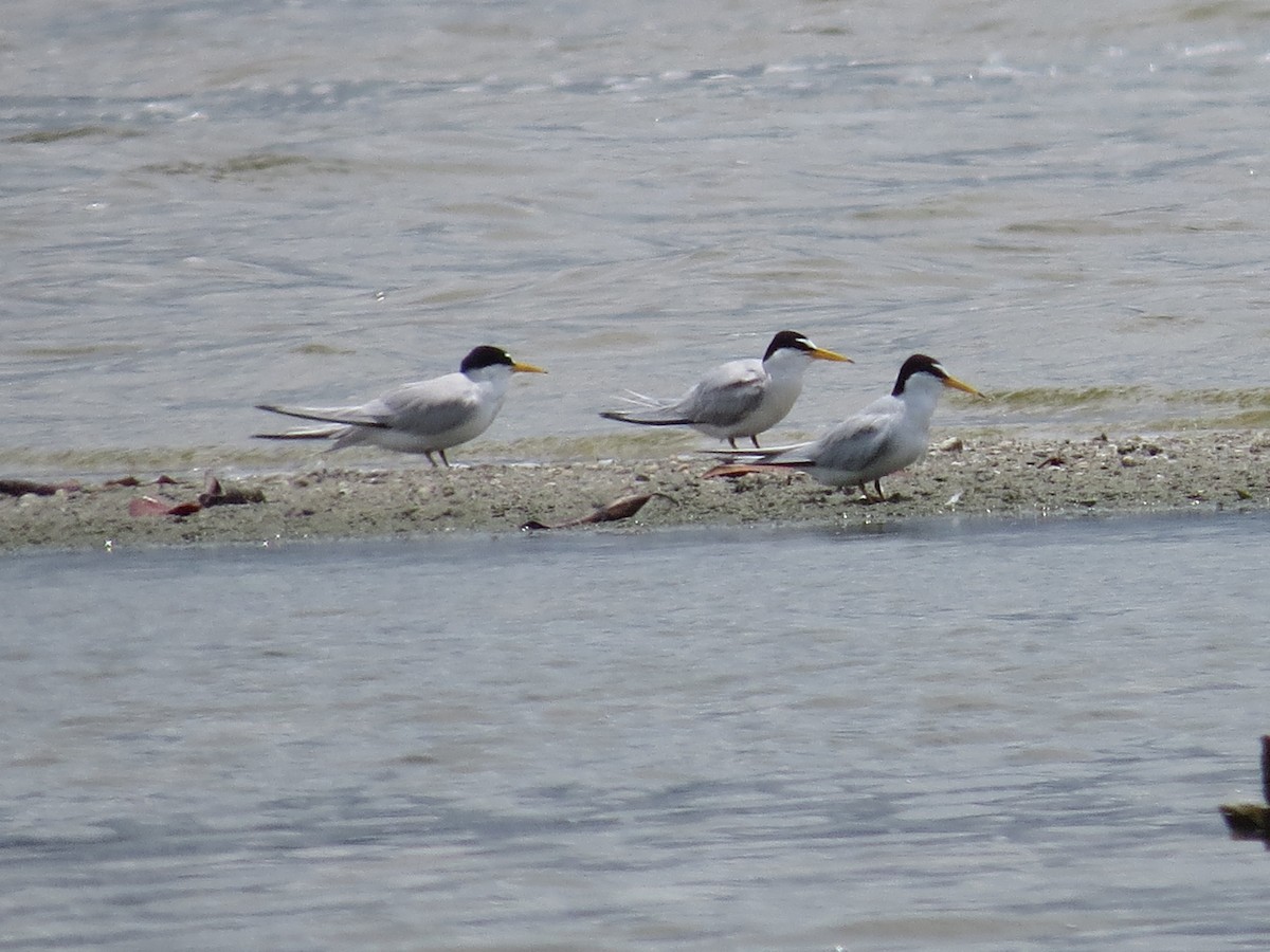 Least Tern - ML64522221