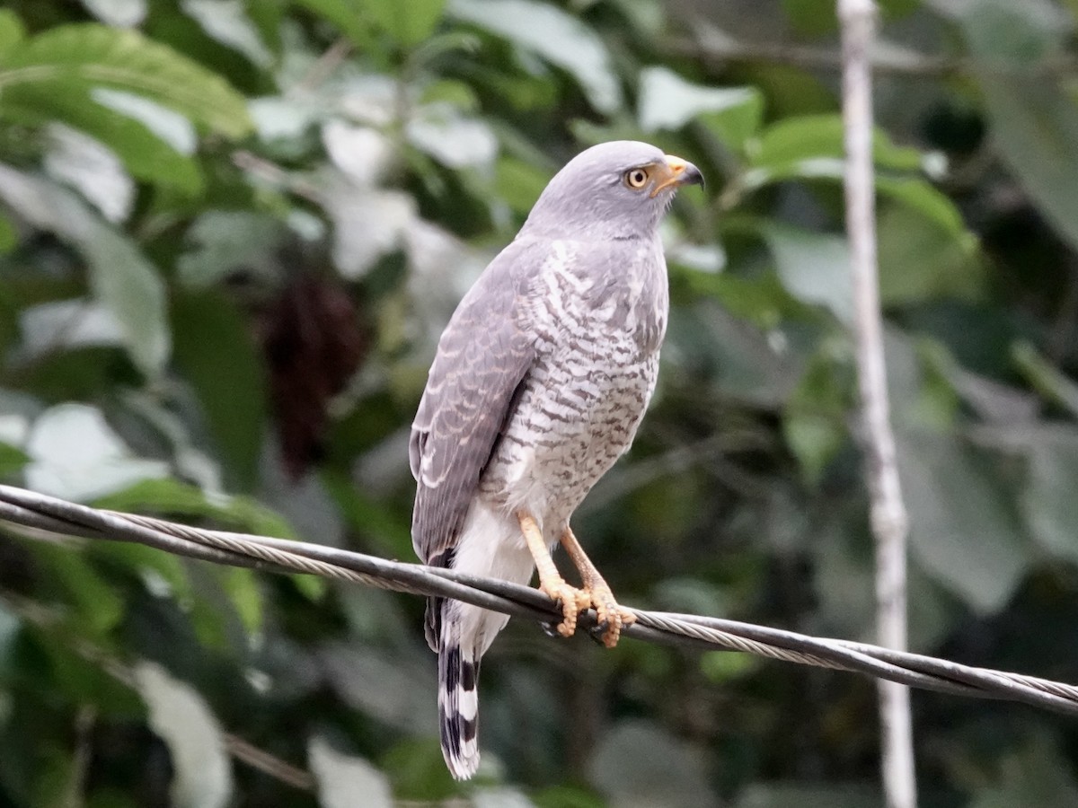 káně krahujová - ML645222213