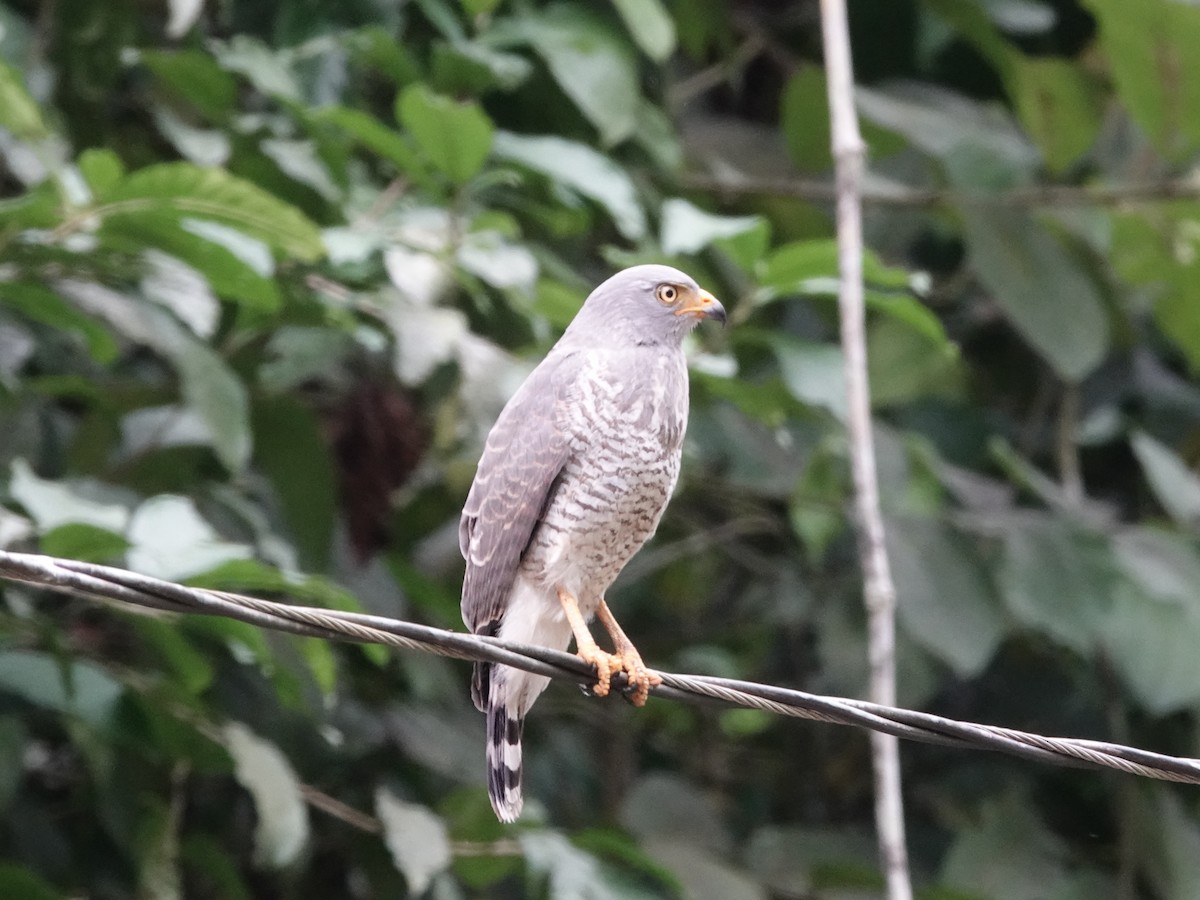 káně krahujová - ML645222214