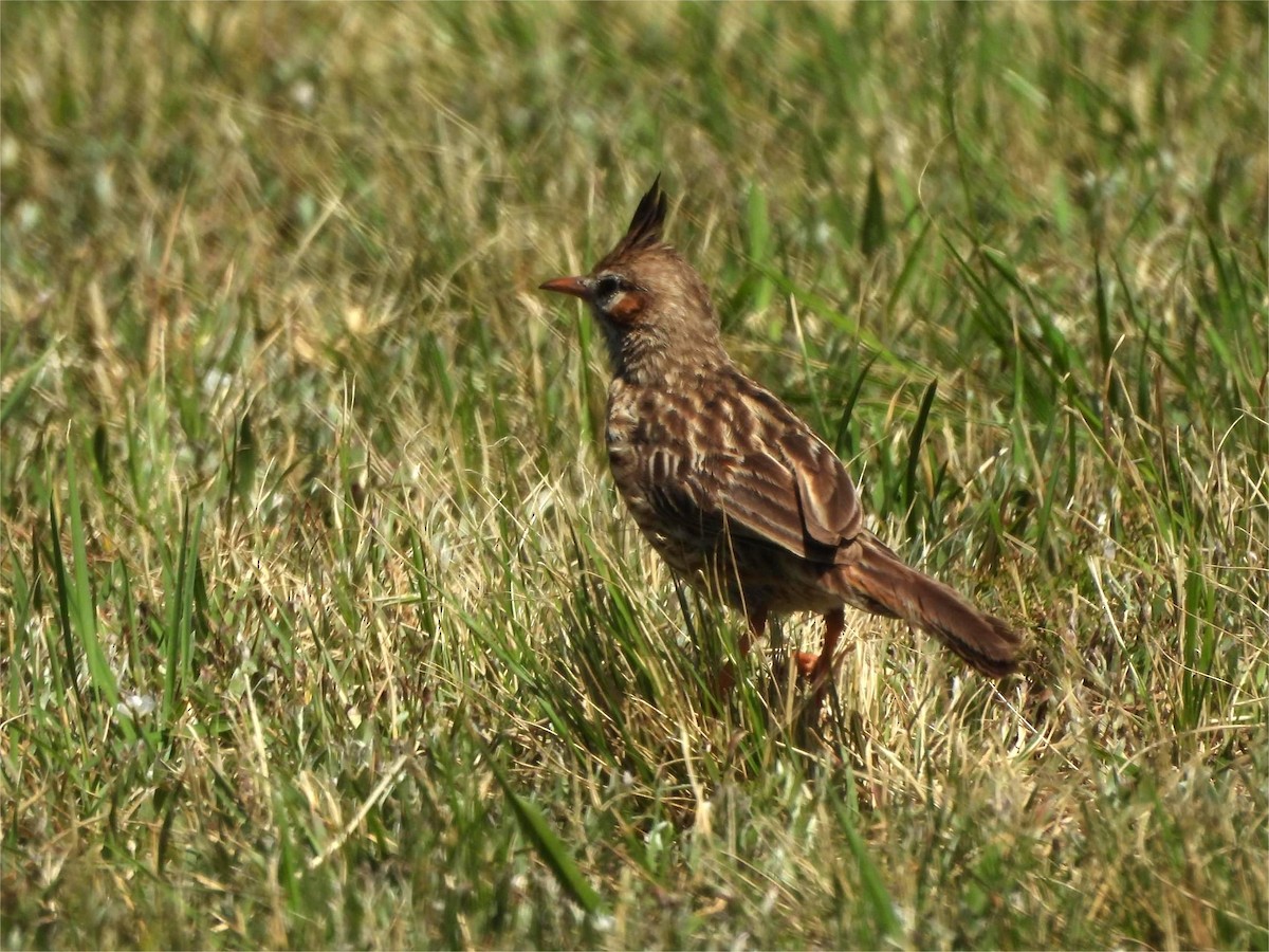 Lark-like Brushrunner - ML645222215