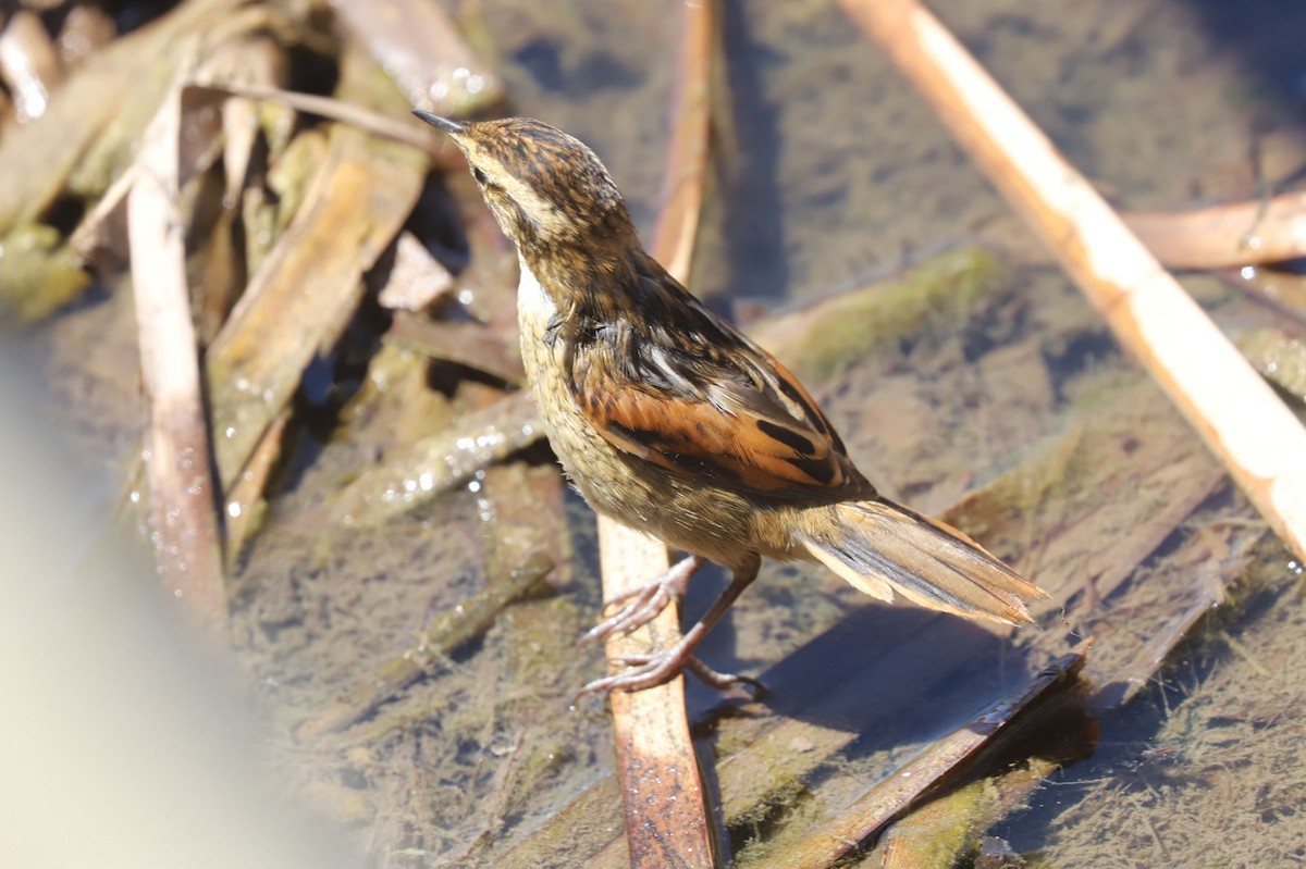 Wren-like Rushbird - ML645222219