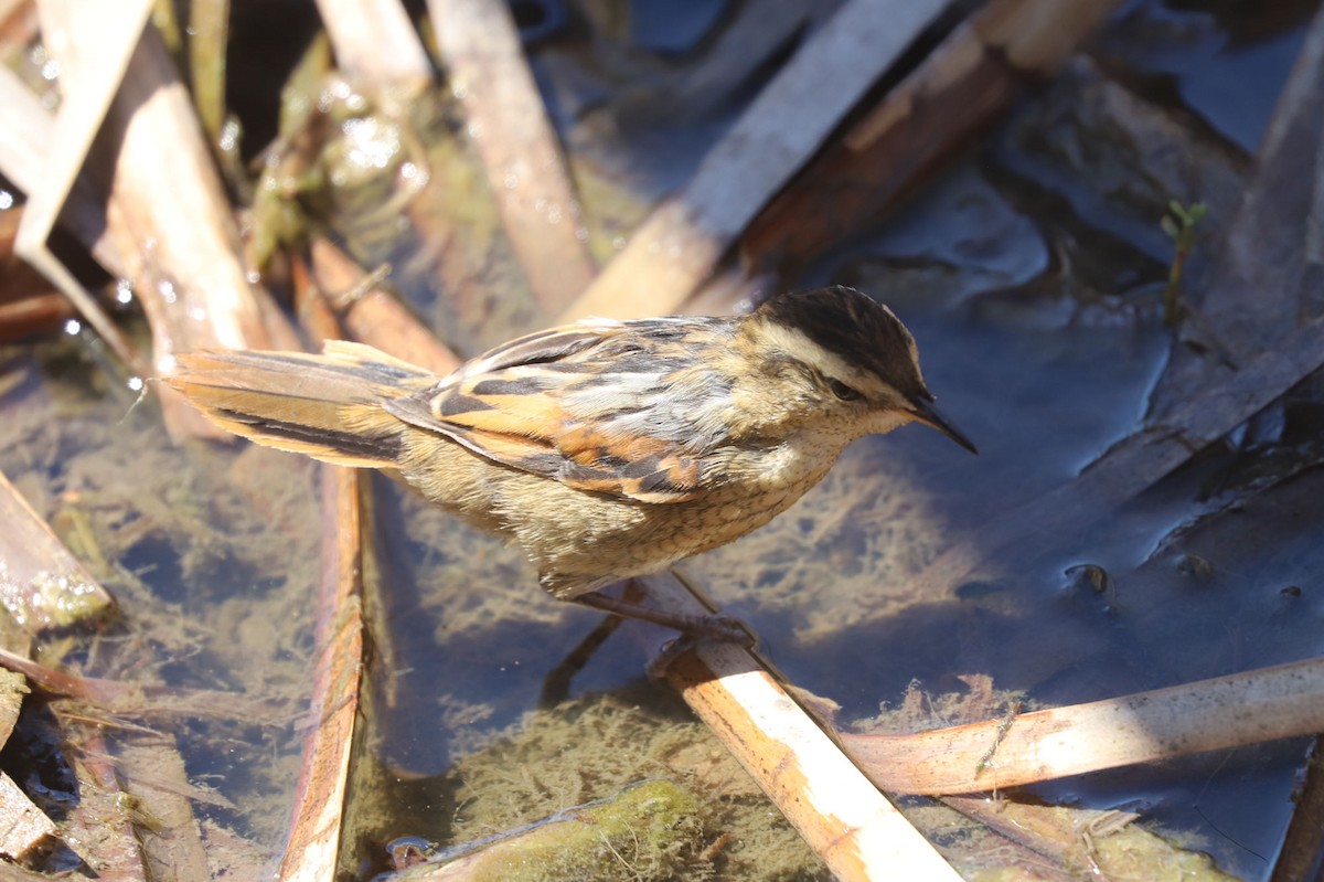 Wren-like Rushbird - ML645222220