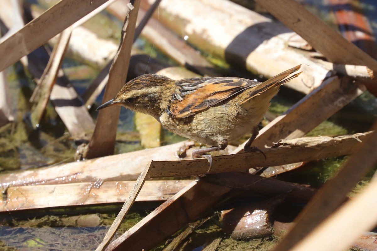 Wren-like Rushbird - ML645222221