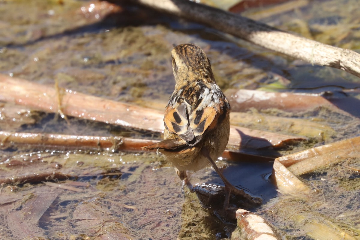 Wren-like Rushbird - ML645222222