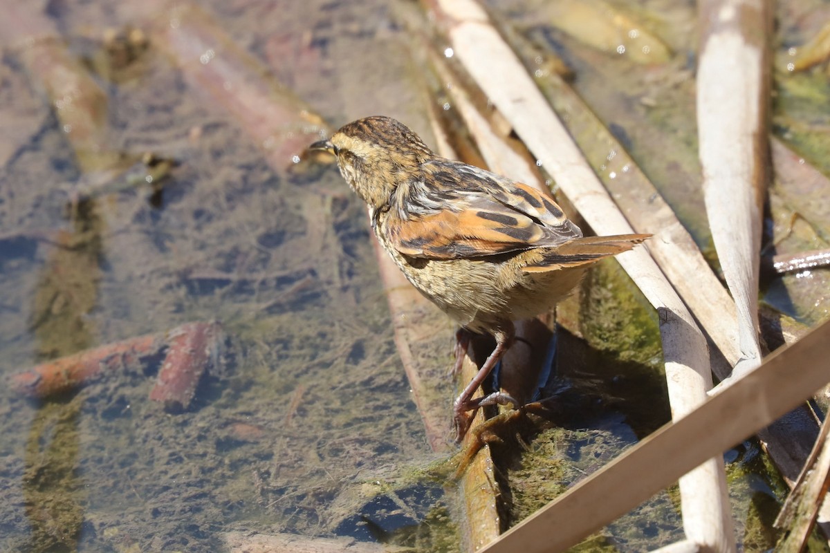 Wren-like Rushbird - ML645222223