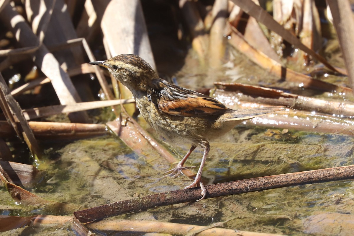 Wren-like Rushbird - ML645222224