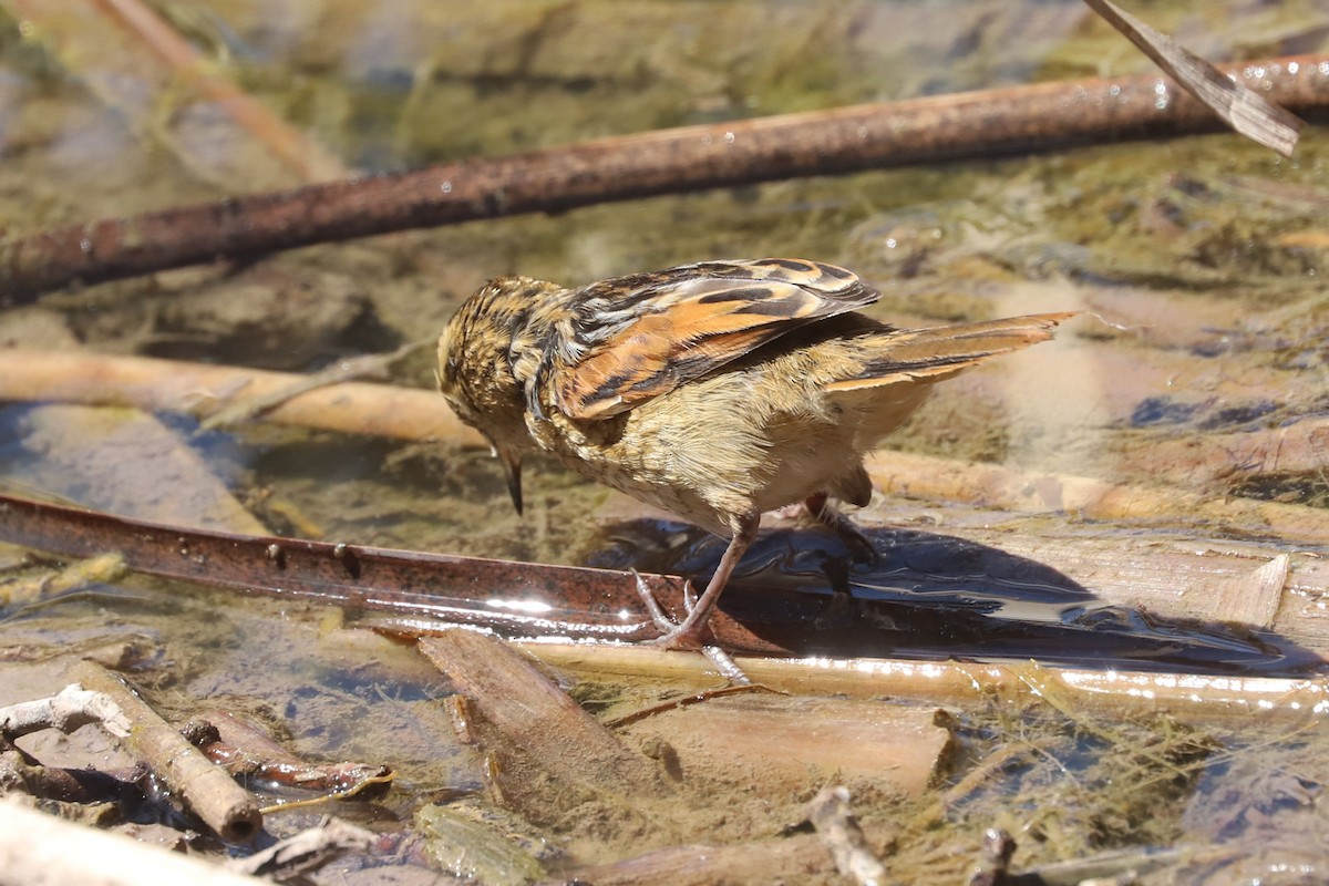 Wren-like Rushbird - ML645222225