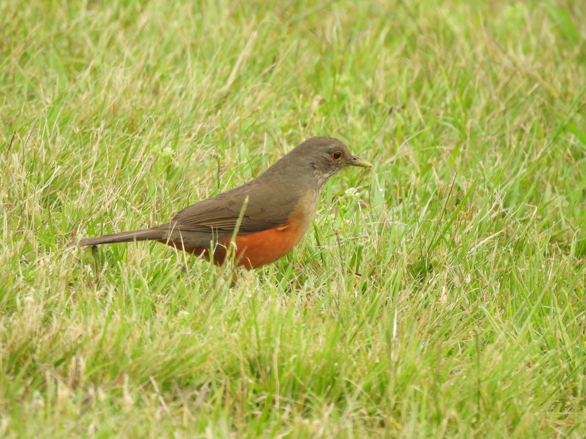 Rufous-bellied Thrush - ML645222233