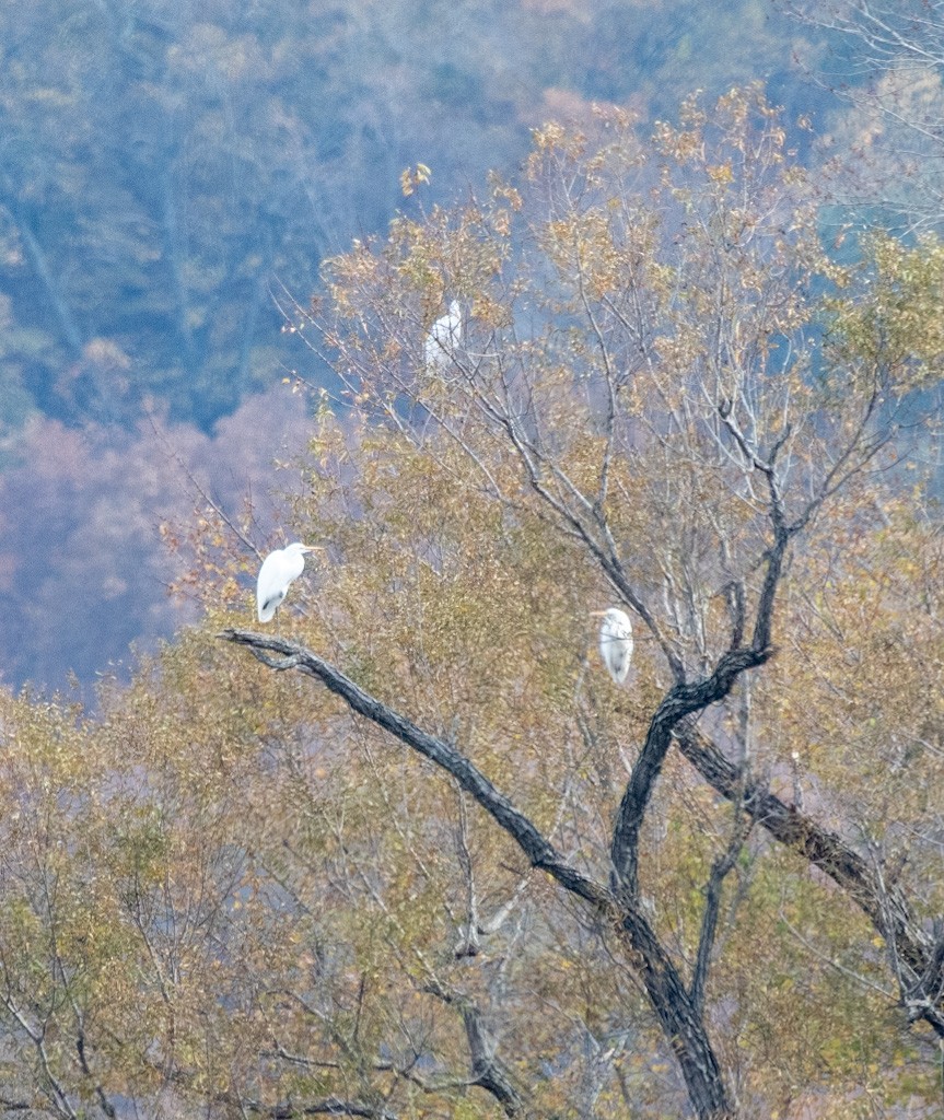 Koartza zuria - ML645222234