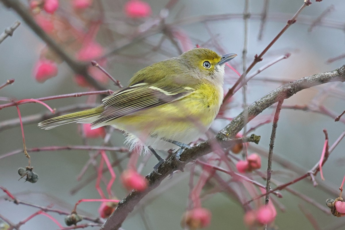 Weißaugenvireo - ML645222251