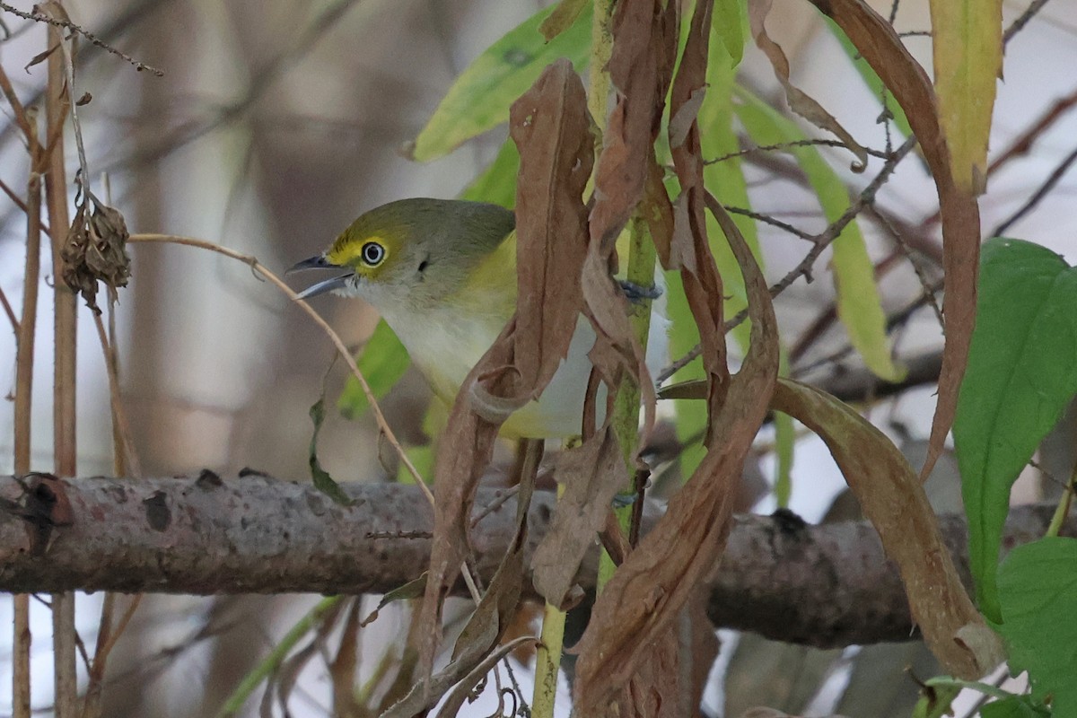 Weißaugenvireo - ML645222252