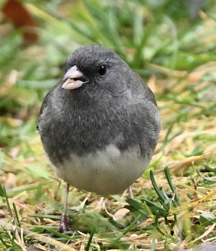 Dark-eyed Junco - ML645222256