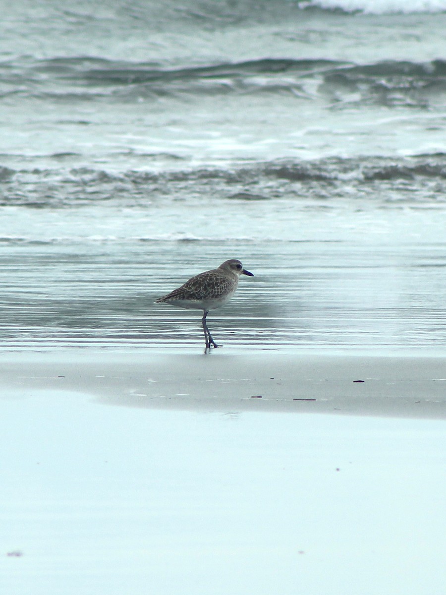 ダイゼン - ML645222268