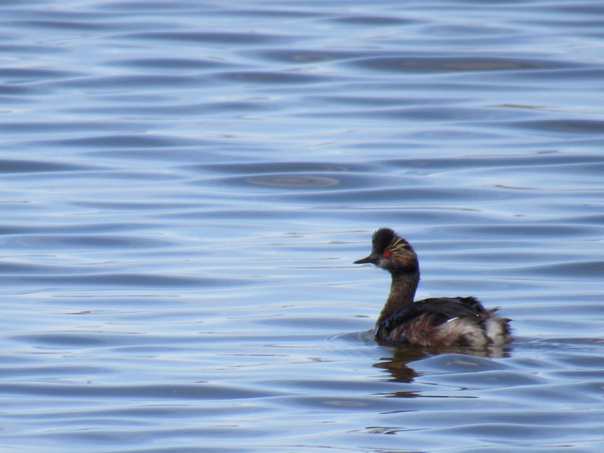 potápka černokrká - ML645222277