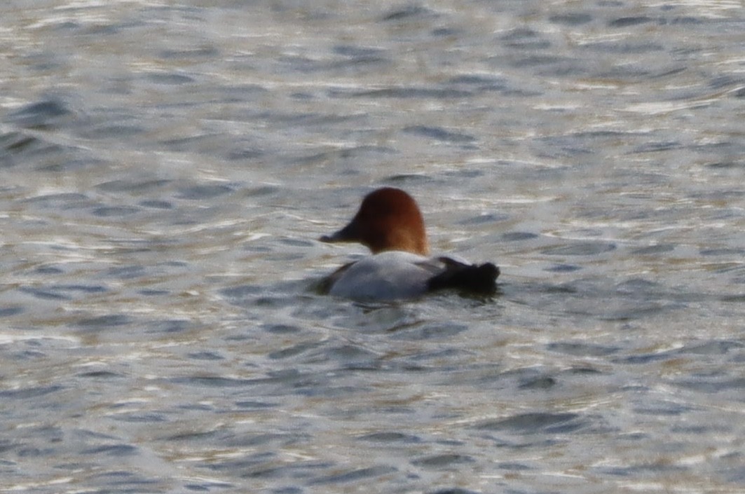 Common Pochard - ML645222280