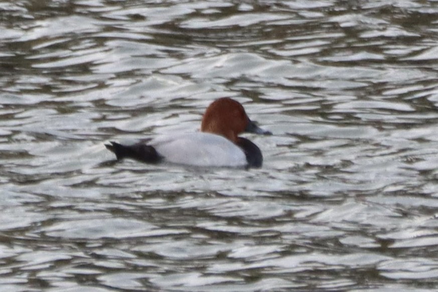 Common Pochard - ML645222281