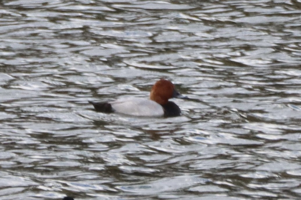 Common Pochard - ML645222282