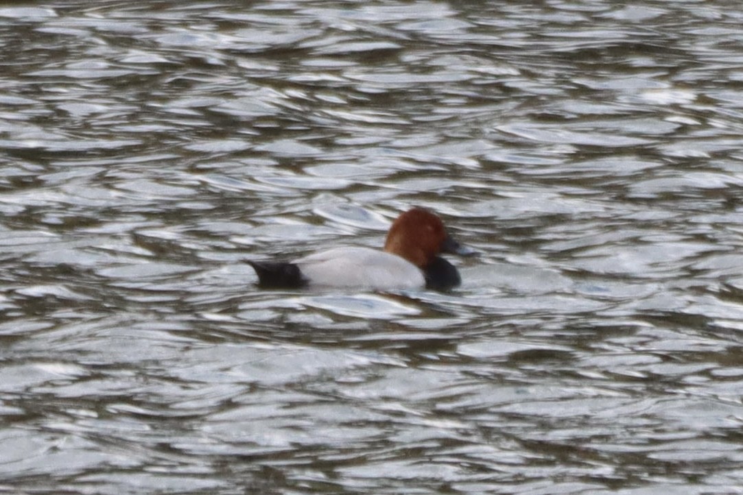Common Pochard - ML645222283
