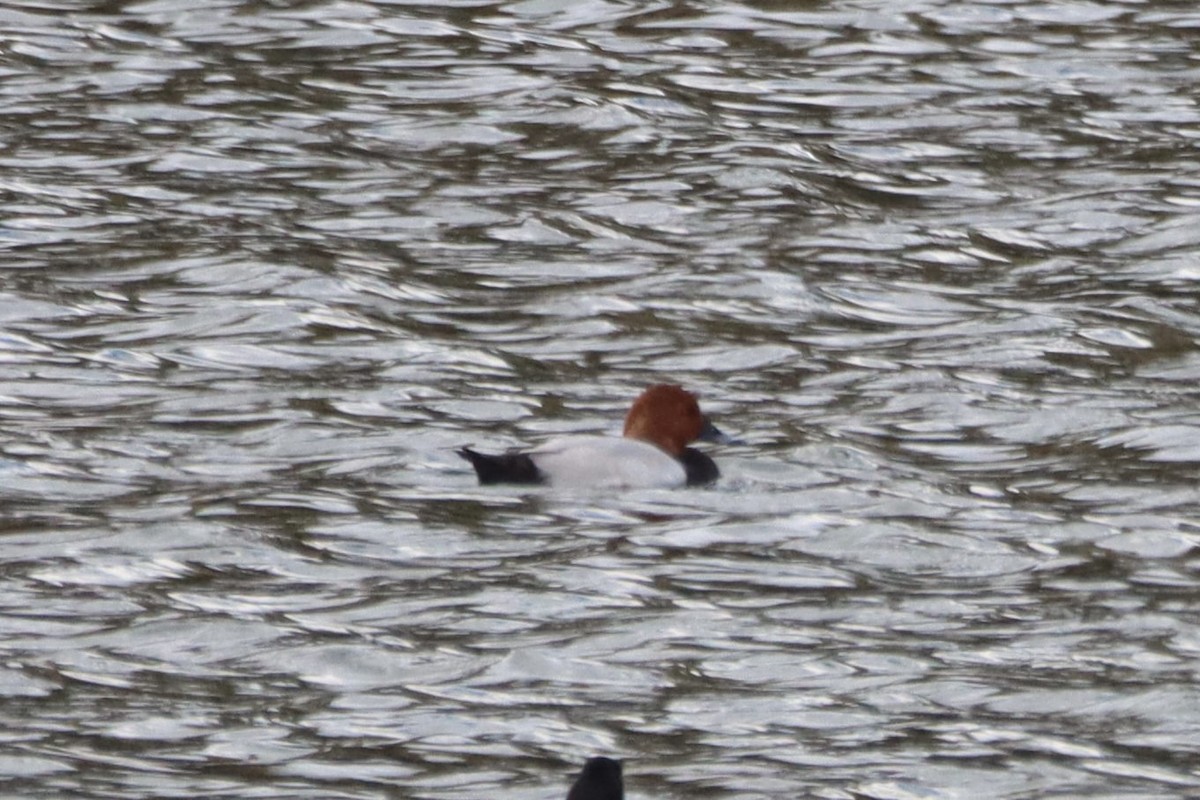 Common Pochard - ML645222284