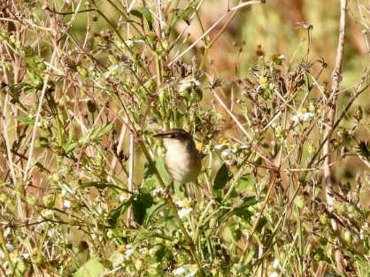 Sedge Wren - ML645222289