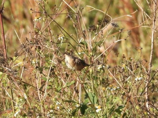 Sedge Wren - ML645222290