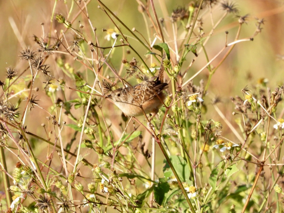 Sedge Wren - ML645222291