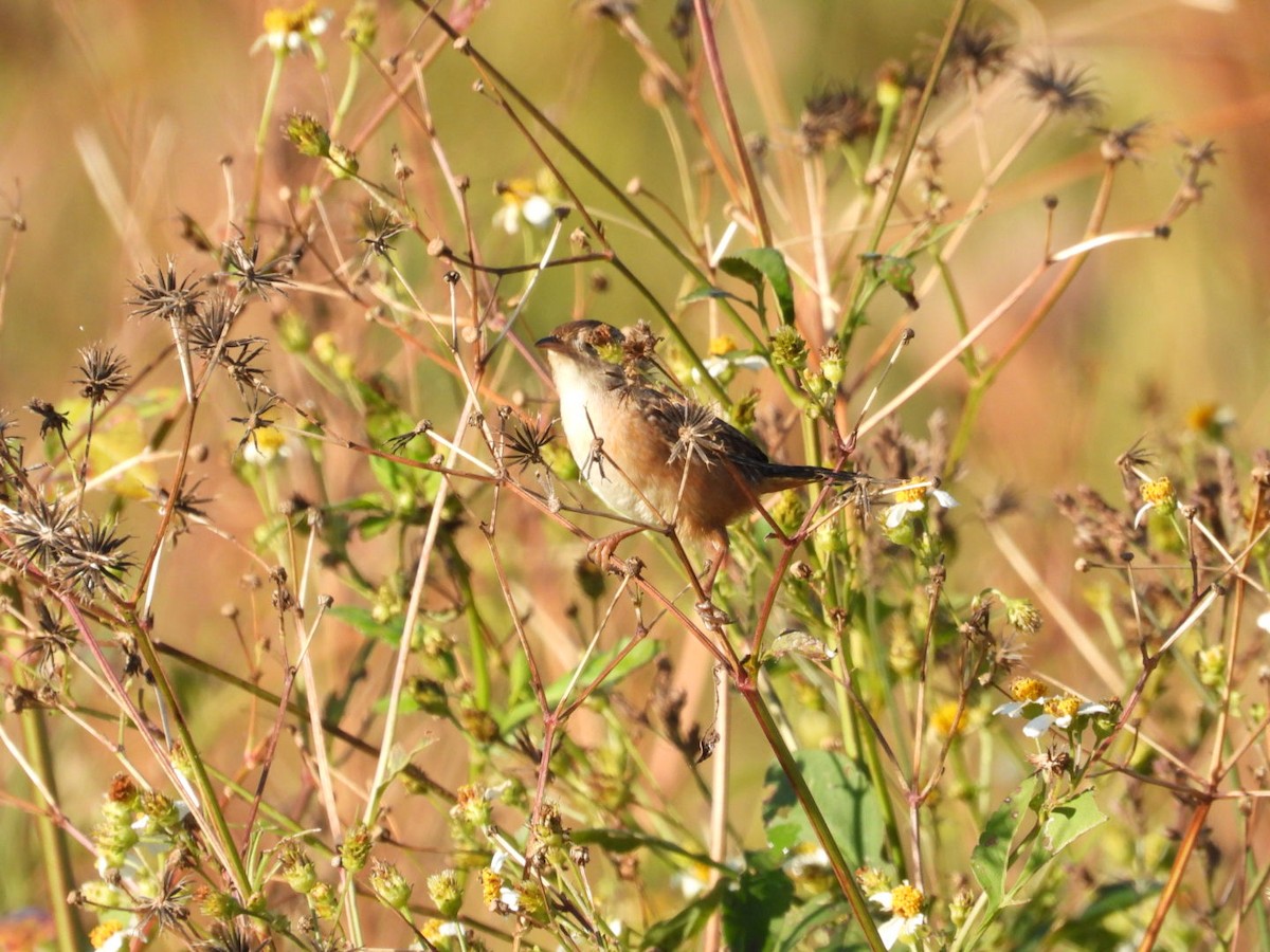Sedge Wren - ML645222292