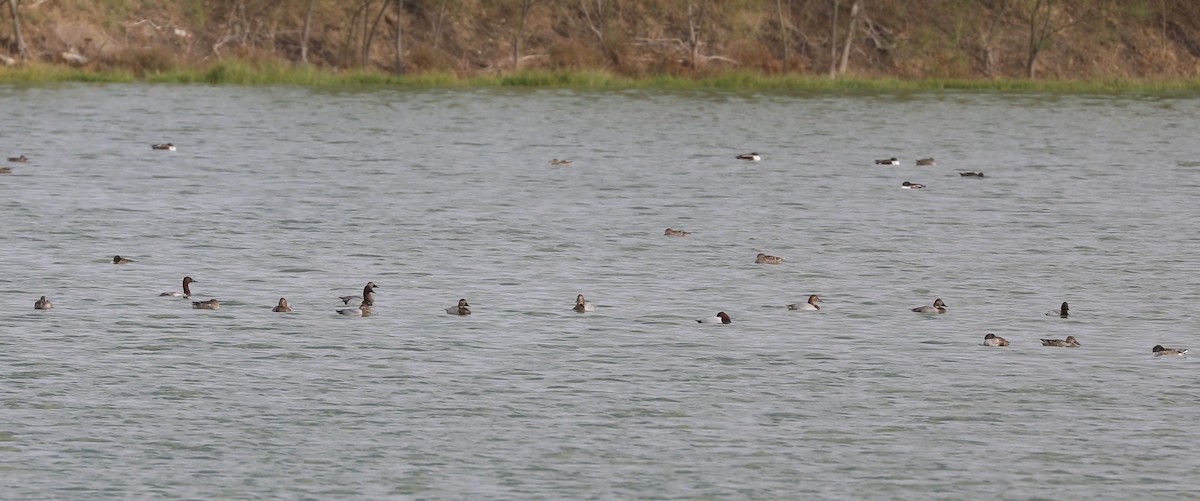 Murgilari bizkarzuria - ML645222297